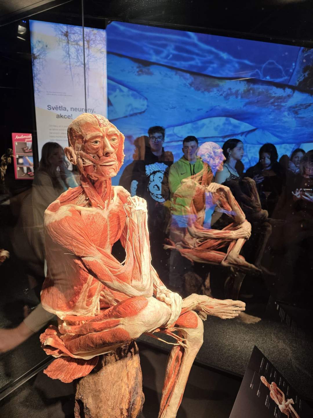 výstava Tělo v pohybu v Praze pro žáky 1. ročníků k výuce Biologie