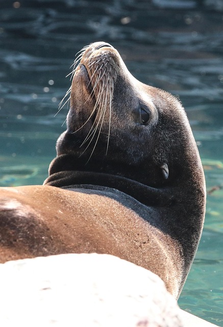 tuleň u vody zoo opole